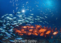 more shoals of fish from the Maldives by Geoff Spiby 